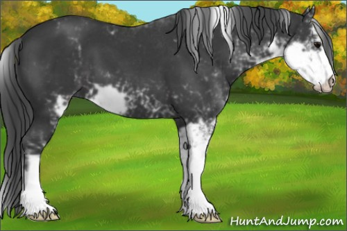 Horse Color:Black Sabino