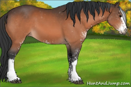 Horse Color:Bay Sabino 