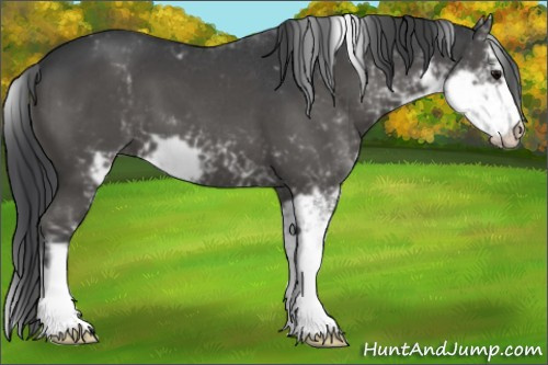 Horse Color:Black Sabino