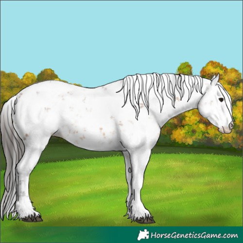 Horse Color:Bay Sabino