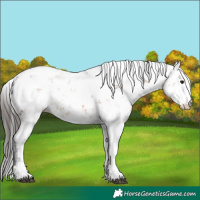 Horse Color:Bay Sabino 