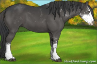 Horse Color:Black Sabino 