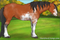 Horse Color:Bay Sabino 