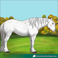 Horse Color:Bay Sabino 
