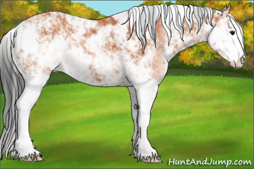 Horse Color:Bay Sabino 