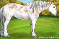 Horse Color:Bay Sabino 