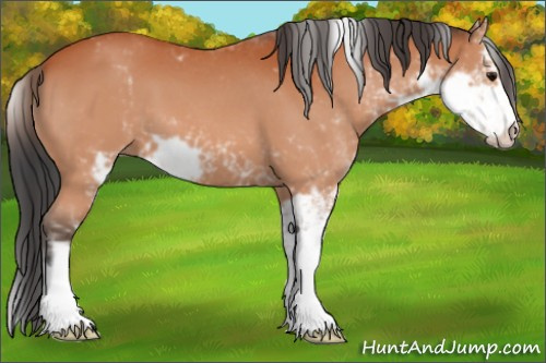 Horse Color:Bay Sabino