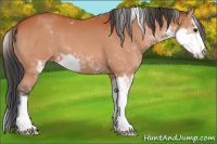 Horse Color:Bay Sabino 