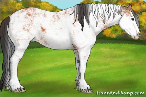 Horse Color:Bay Sabino