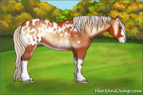 Horse Color:Silver Bay Onyx Appaloosa 