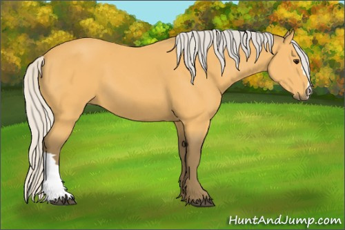 Horse Color:Silver Buckskin 