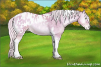 Horse Color:Watercolor Silver Amber Champagne Pearl Onyx Tobiano Blanket Rabicano 