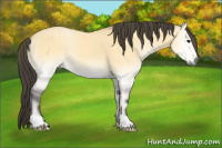 Horse Color:Buckskin Onyx 