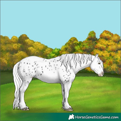 Horse Color:Black Chinchilla Tobiano Appaloosa 