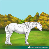 Horse Color:Black Chinchilla Tobiano Appaloosa 