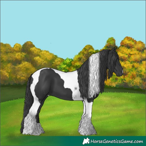 Horse Color:Black Tobiano 