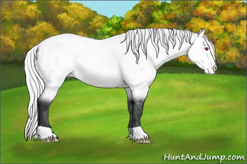Horse Color:Silver Bay Chinchilla Appaloosa Rabicano