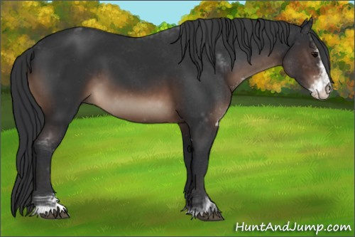 Horse Color:Brown Sabino