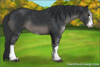 Horse Color:Black Sabino 