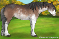 Horse Color:Brown Sabino 