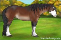 Horse Color:Brown Sabino 