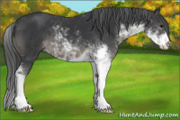 Horse Color:Black Sabino 