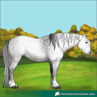 Horse Color:Gray Blue Roan Sabino 