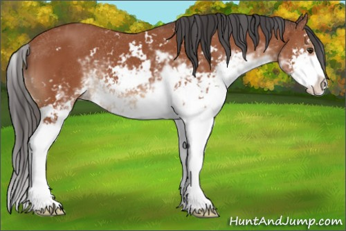 Horse Color:Brown Sabino