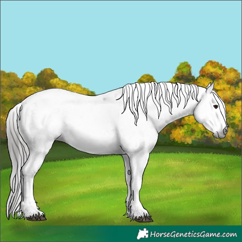 Horse Color:Gray Bay Sabino 