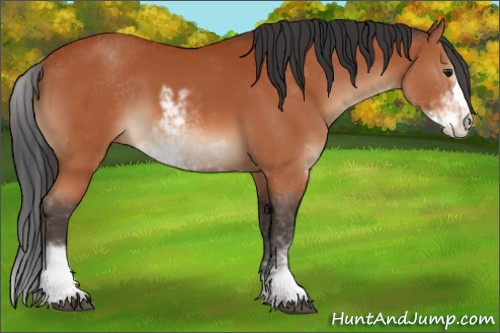 Horse Color:Brown Sabino