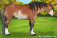Horse Color:Brown Sabino 