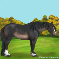 Horse Color:Brown Sabino 