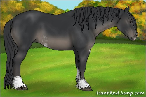 Horse Color:Black Sabino
