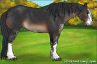 Horse Color:Brown Sabino 
