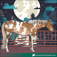 Horse Color:White Spotted Chocolate Palomino Rabicano 