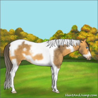 Horse Color:Buckskin Splash Tobiano Frame Rabicano