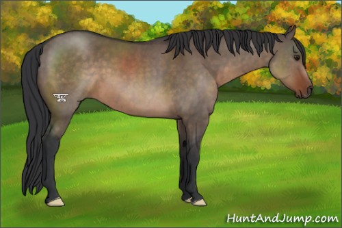 Horse Color:Brown Dun