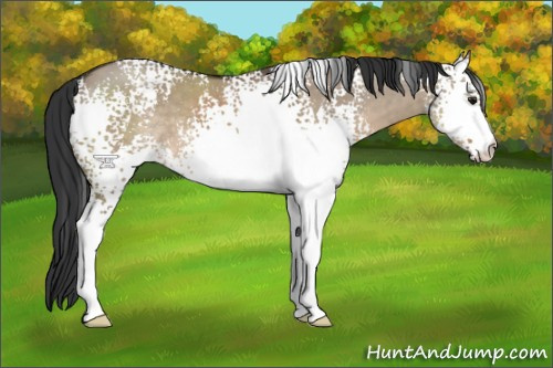Horse Color:White Spotted Brown Dun