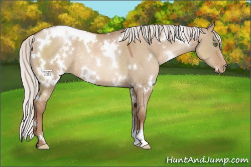 Horse Color:White Spotted Silver Grullo Pearl Rabicano 