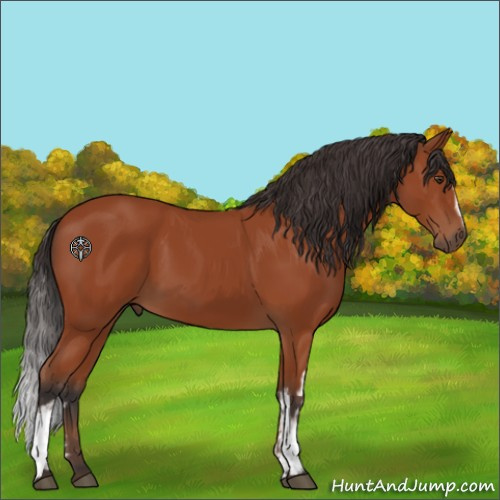 Horse Color:White Spotted Bay 