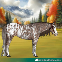 Horse Color:Liver Chestnut Sabino Splash Appaloosa  and Liver Chestnut Sabino Splash Appaloosa 