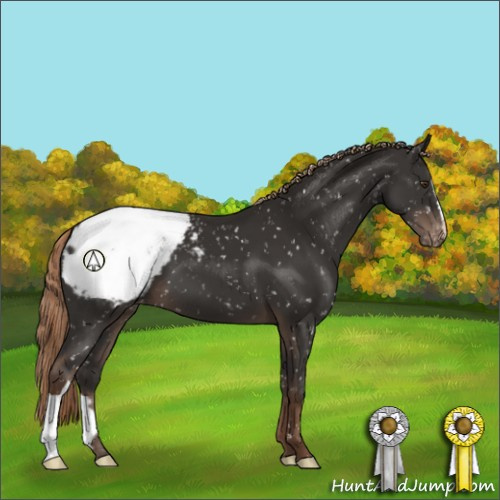 Horse Color:Liver Chestnut Appaloosa 