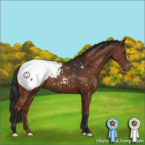 Horse Color:Liver Chestnut Appaloosa 