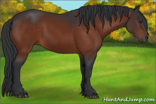 Horse Color:Brown 