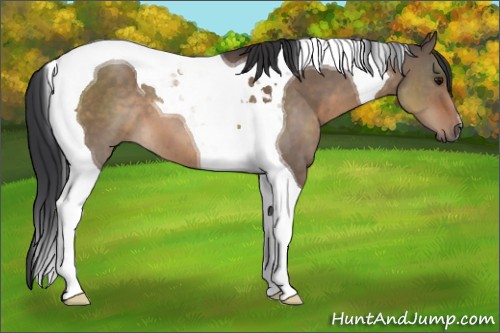 Horse Color:Brown Dun Tobiano 