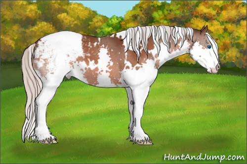 Horse Color:White Spotted Silver Brown Splash Appaloosa 