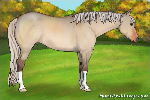Horse Color:Silver Bay Dun 