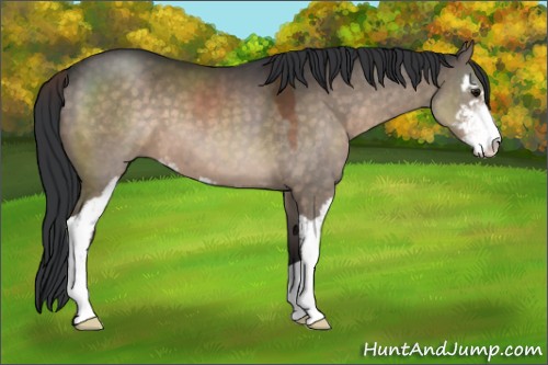 Horse Color:Brown Dun Sabino 