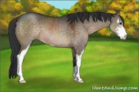 Horse Color:Brown Dun Sabino
