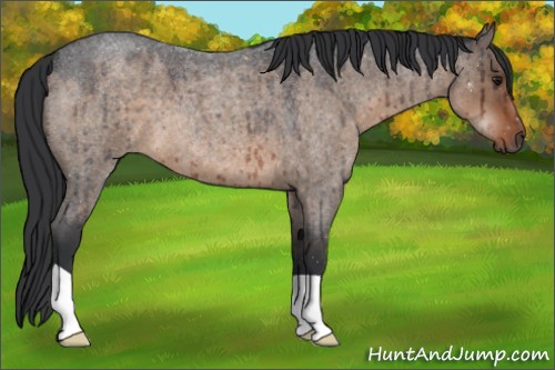 Horse Color:Brown Roan Dun Brindle 